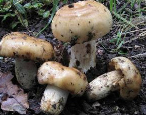 ,  Russula foetens